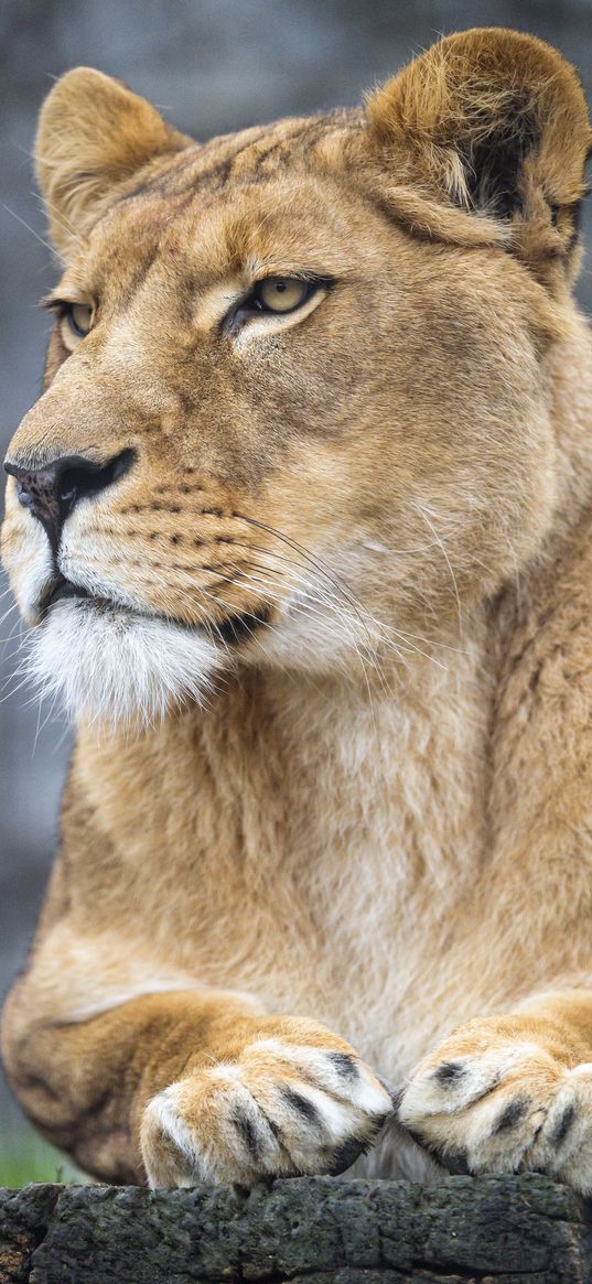 lioness, big cat, predator, glance, paws