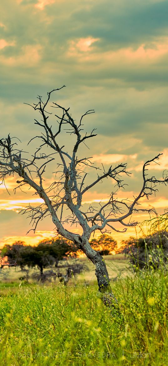 trees, branches, safari, grass, sky