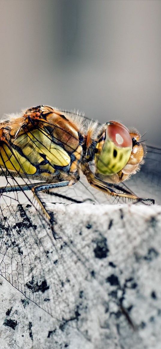 dragonfly, insect, rock, sitting