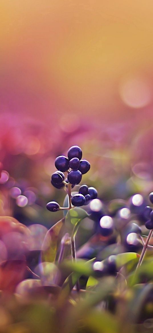 berries, glare, light, sunny