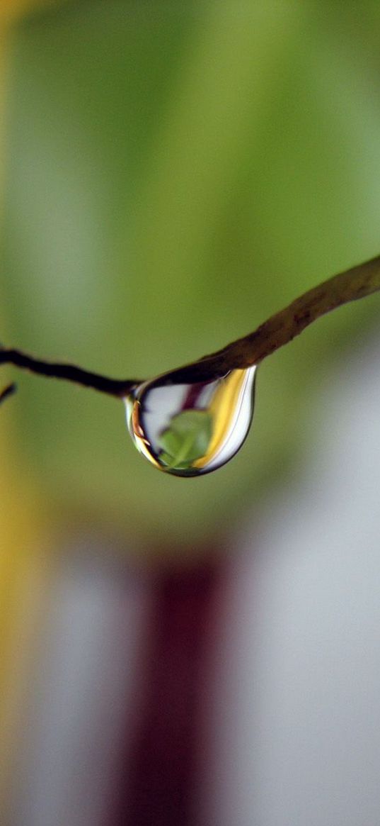 drop, twig, tree, light, glare