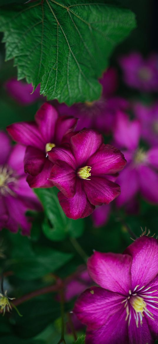 clematis, flower, petals, flowering