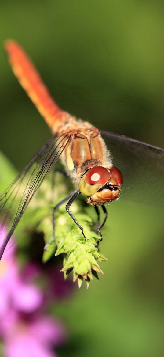 dragonfly, branch, light, insect