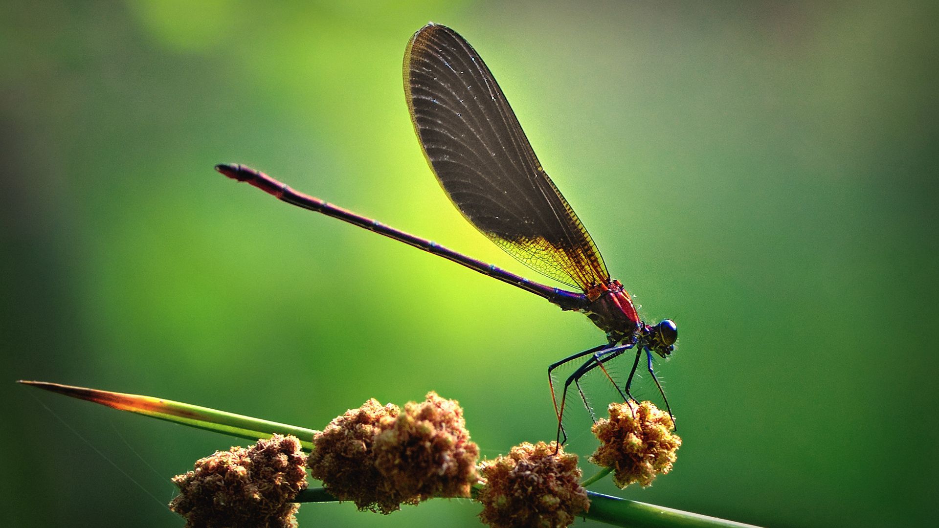 insect, light, wings, blinding