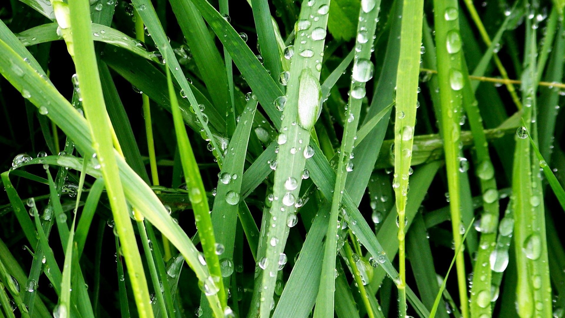 morning, dew, drops, grass