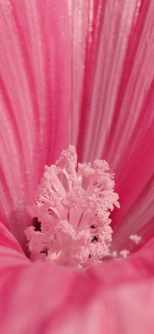 flower, pink, petals, pollen