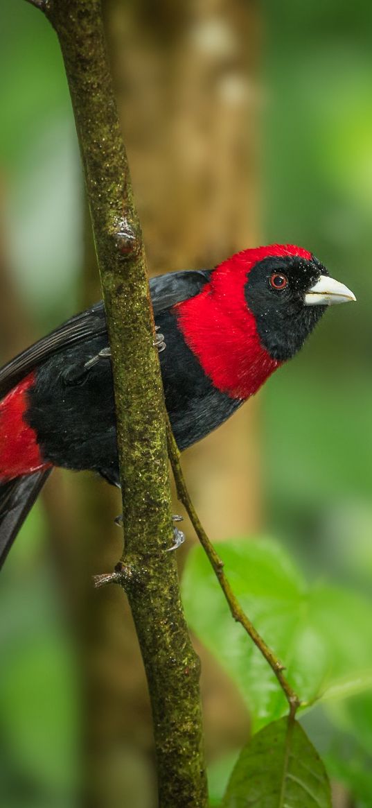 tanager, bird, feathers, bright, branch