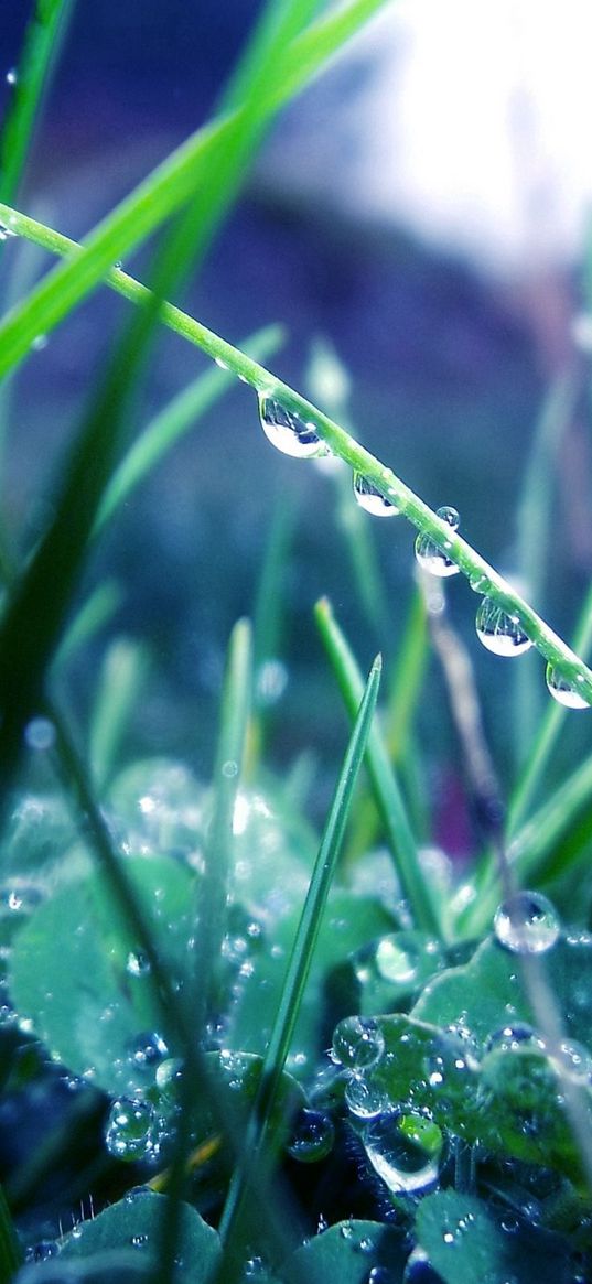 grass, morning, dew, drops, light