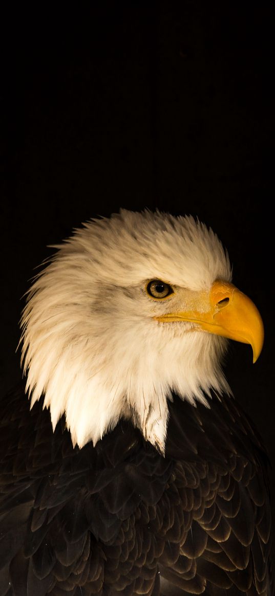 eagle, bird, predator, beak, profile