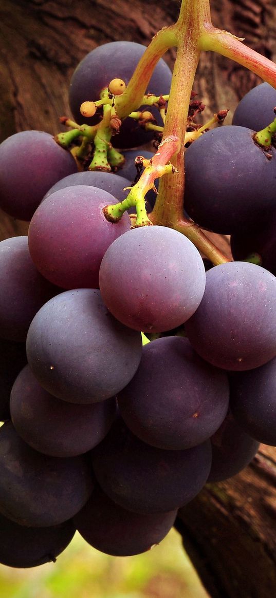 grapes, branch, brush, fruit