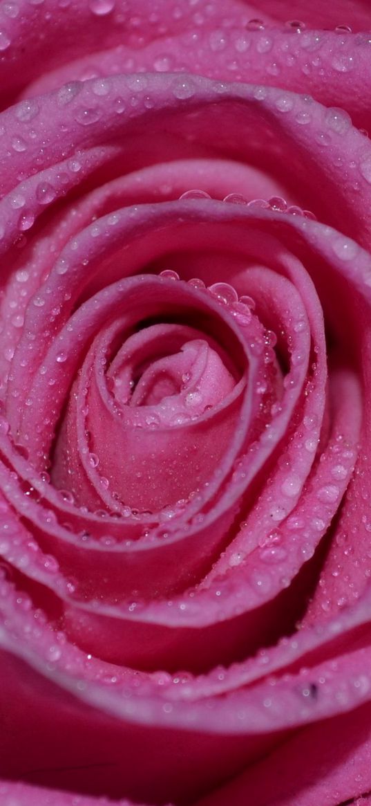 rose, petals, drops, wet