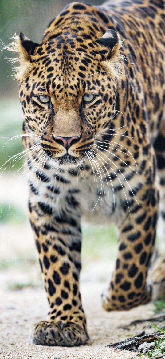 leopard, big cat, glance, predator