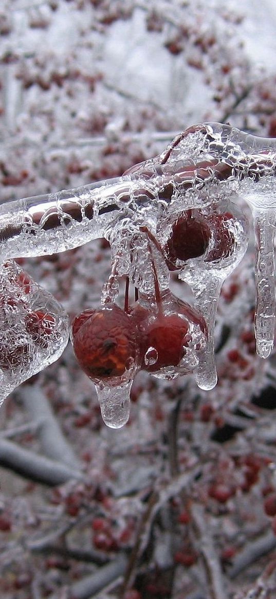 berry, branch, ice, frozen