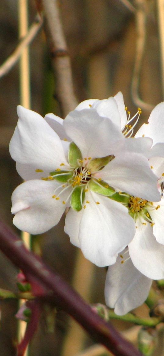 flowers, branches, leaves, spring, blooms