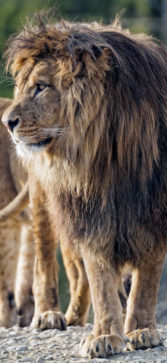 lion, predator, big cat, profile, glance