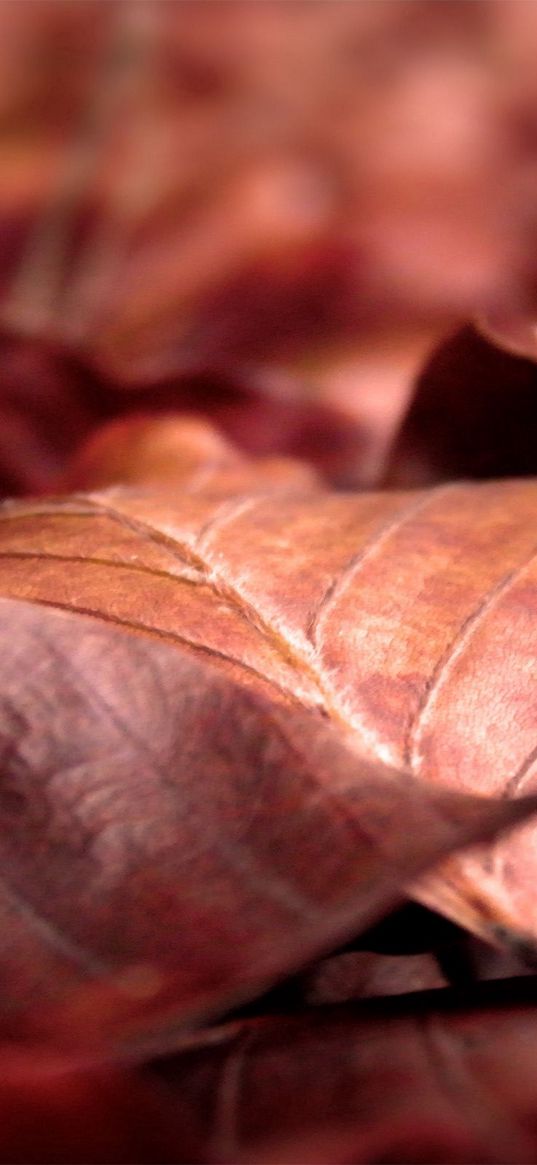 leaves, dry, wrinkled, fall