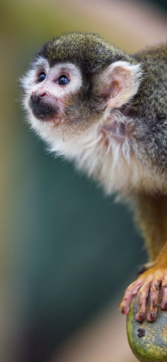 marmoset, monkey, glance, cute