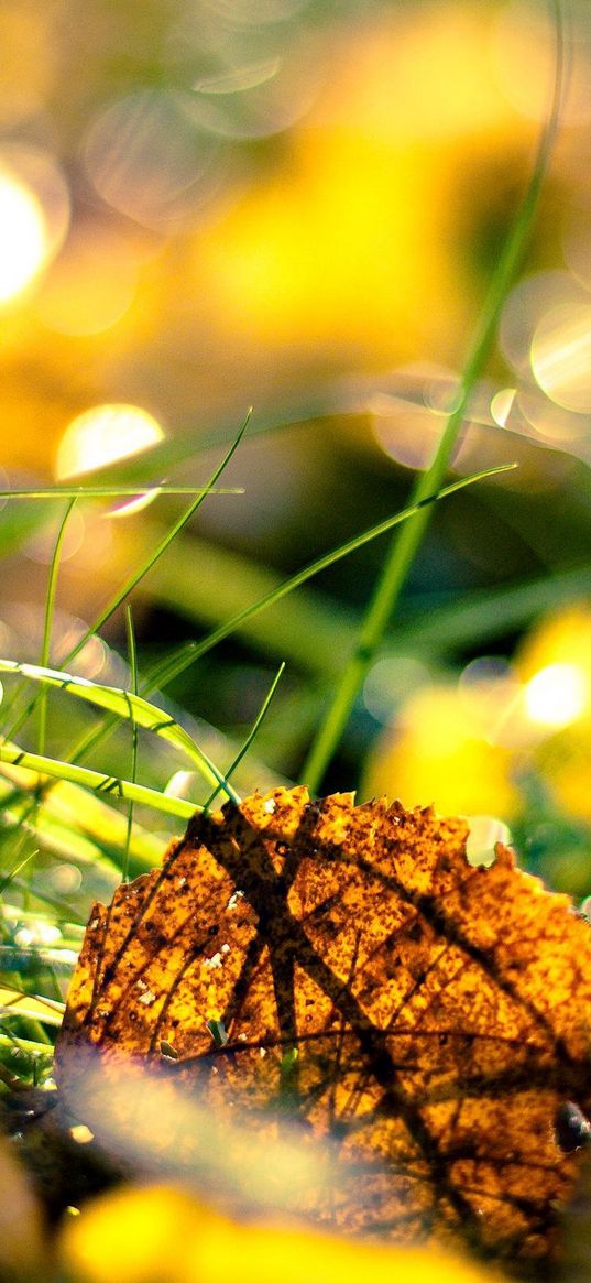 grass, leaves, light, morning, autumn