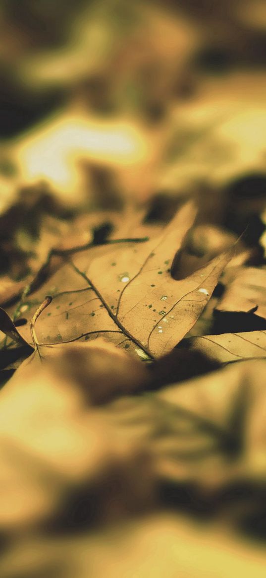 leaves, foliage, autumn, maple