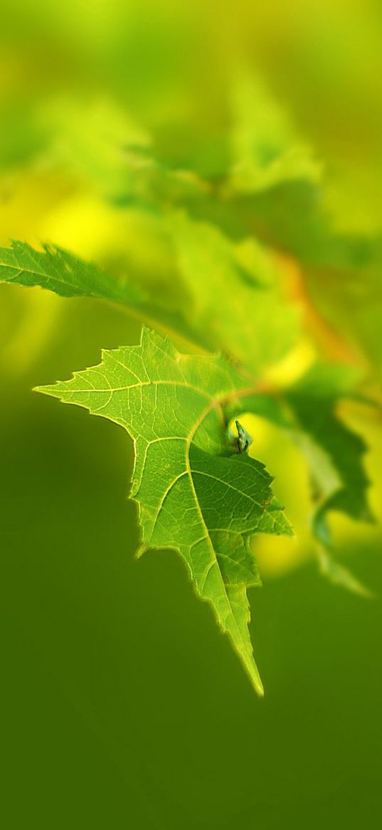 leaf, green, light, summer