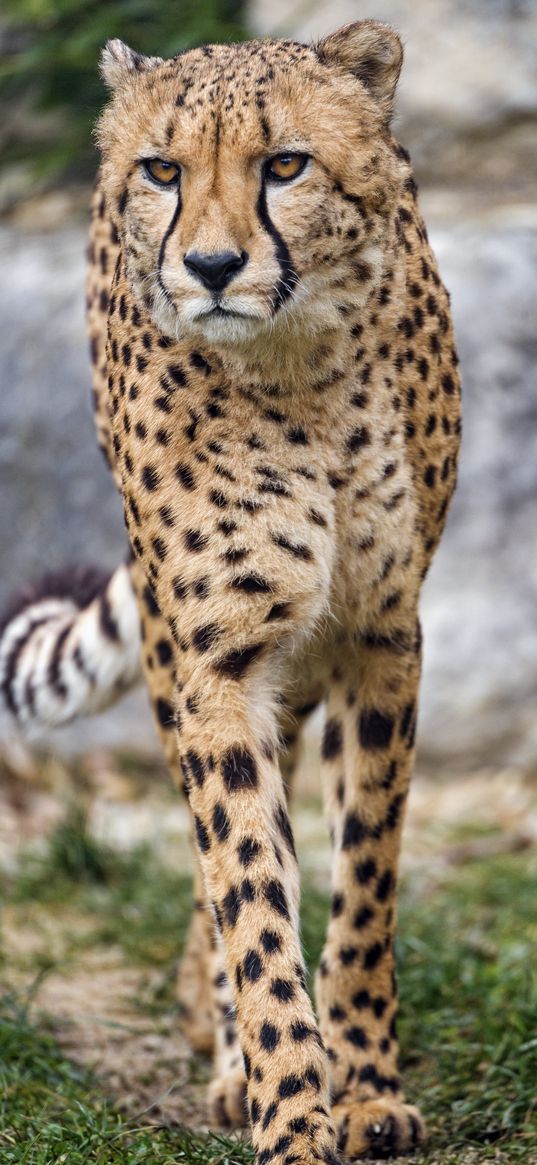 cheetah, big cat, glance, predator, paws