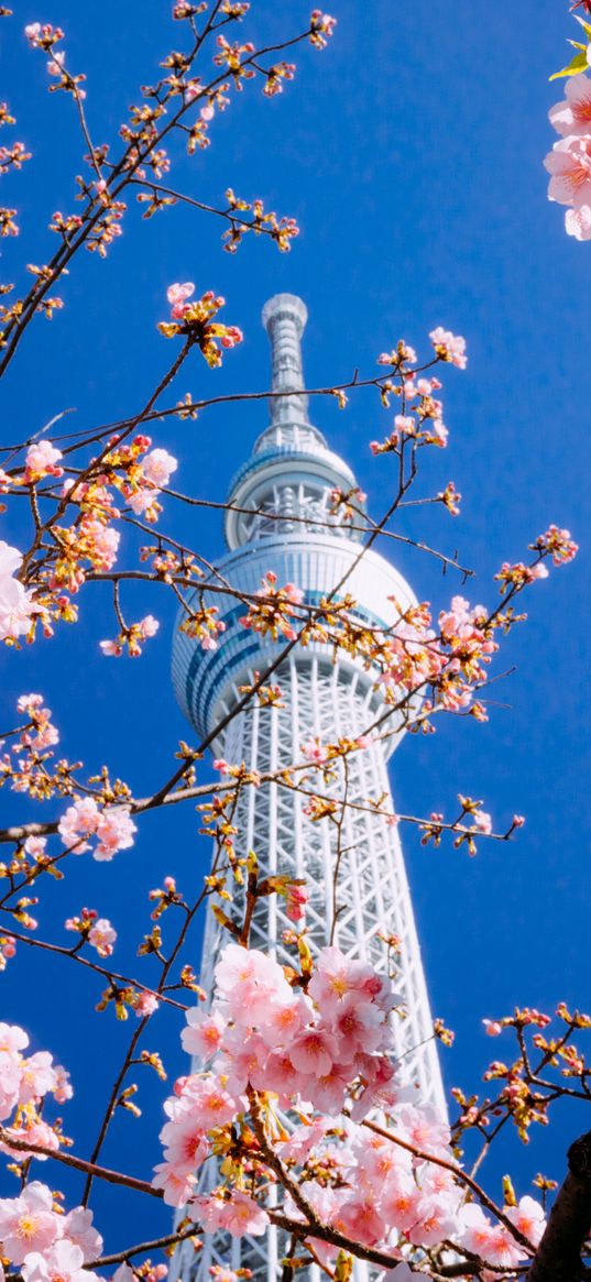 building, tower, sakura, bloom, tokyo