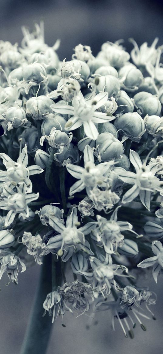 flower, white, blossom, plant, black white