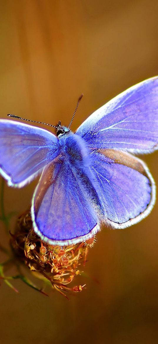 butterfly, bright, beautiful, wings, patterns