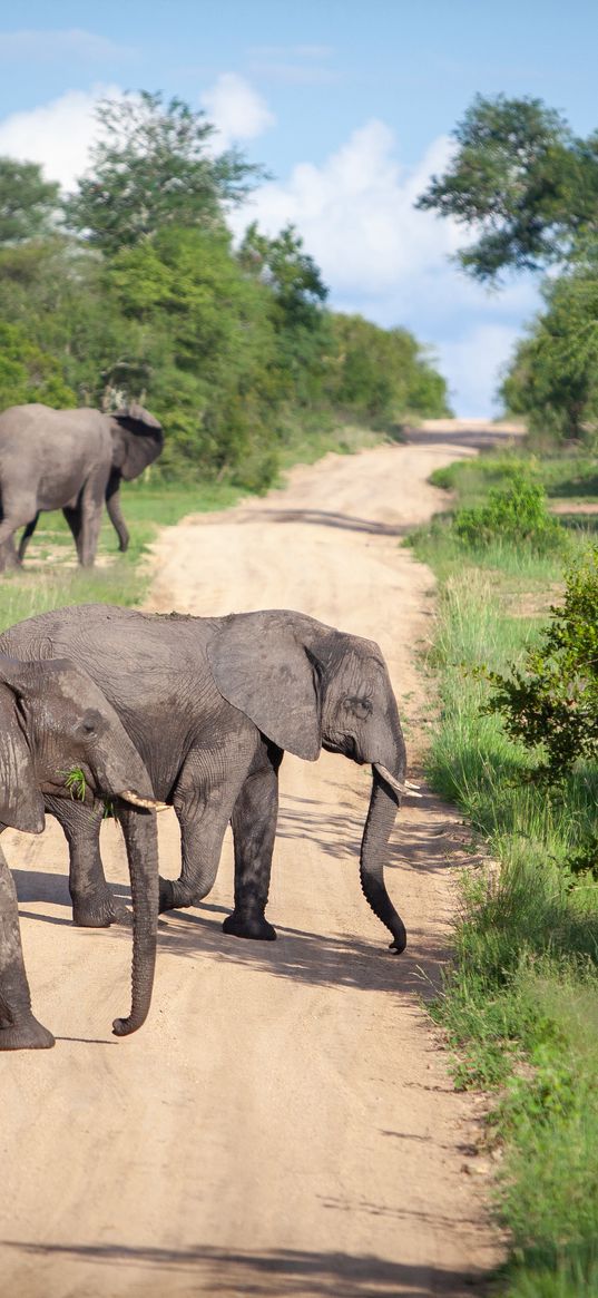 elephants, animals, savannah, road