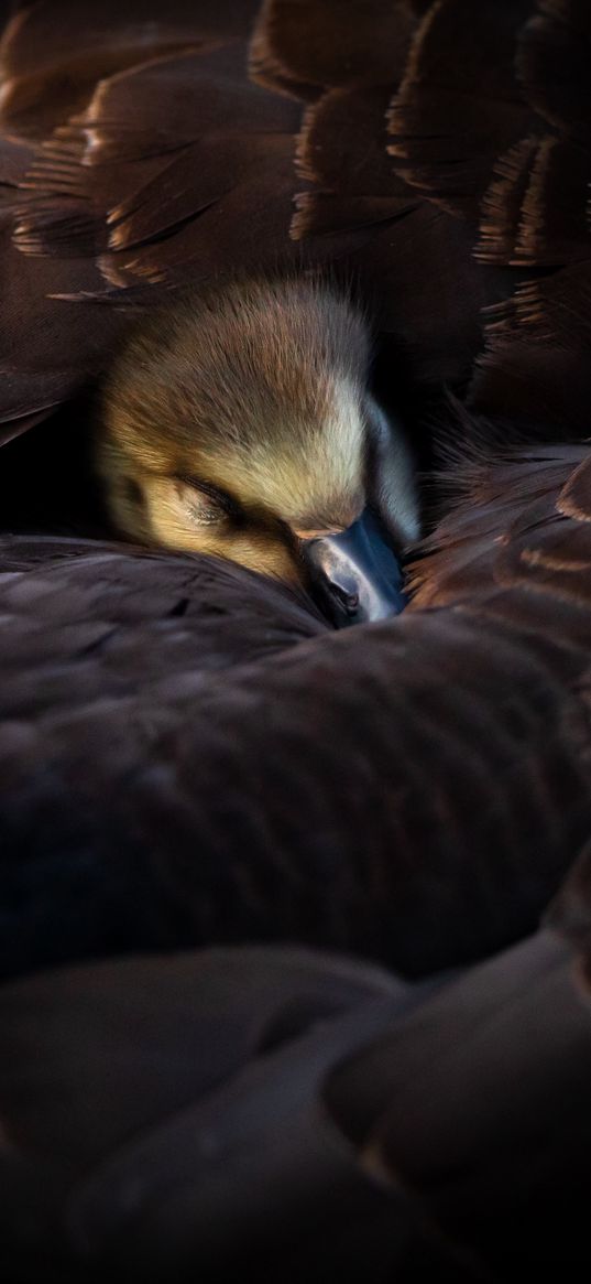 duckling, bird, feathers, wings