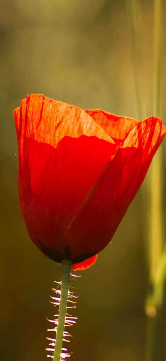 poppy, flowers, macro, petals