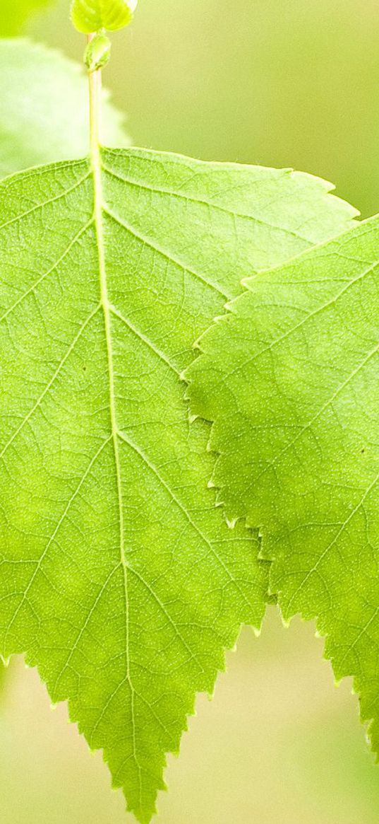 leaves, birch, light, summer, bright