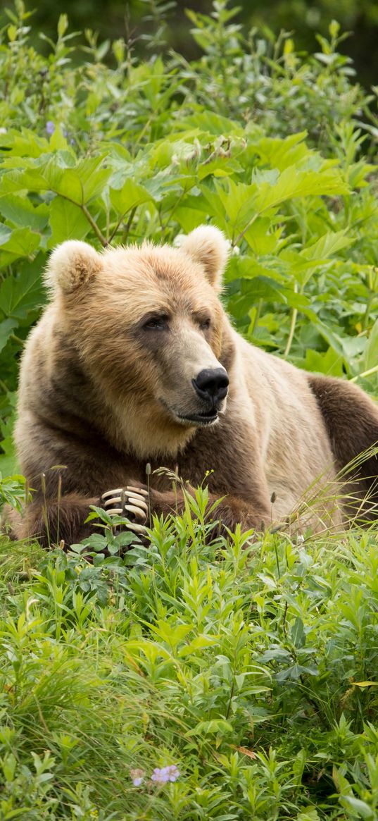 brown bear, bear, predator, grass