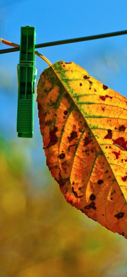 leaves, hanging, rope, sky, autumn