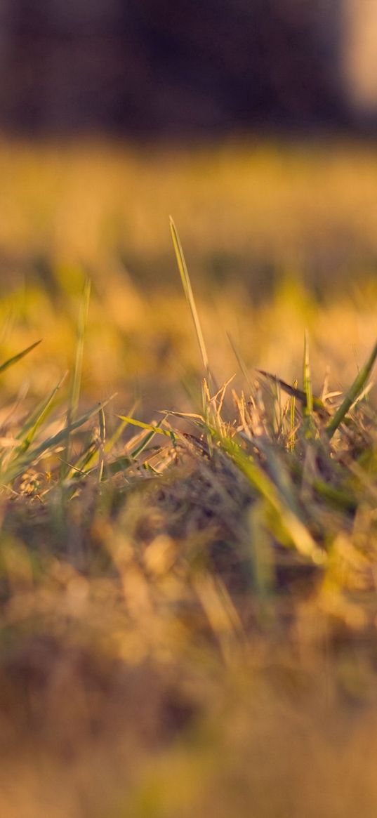 grass, autumn, dry, fine, clearing