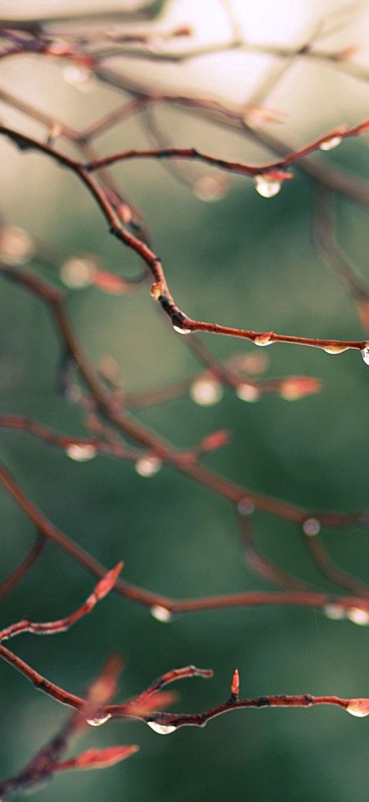 branches, drops, dew, light