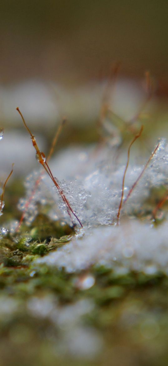 spring, snow, grass, surface, mud