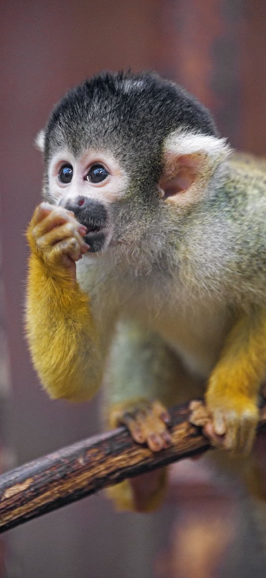 marmoset, monkey, cub, cute, glance