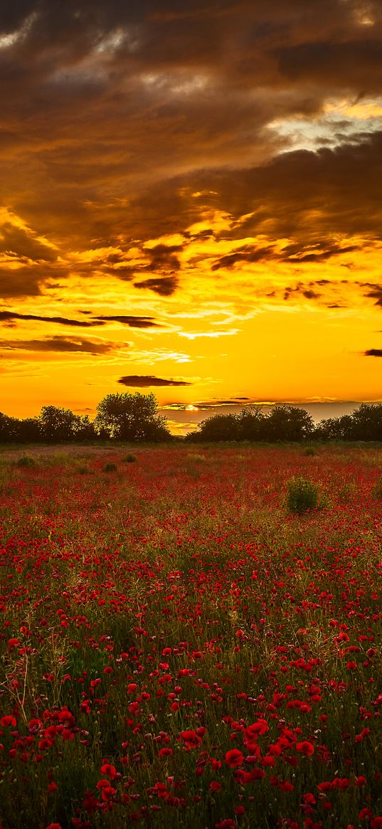 poppys, wildflowers, flowers, sunset