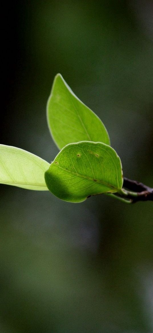 leaves, grass, twig, spring