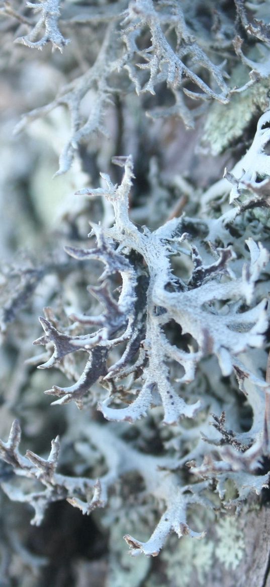 tree, bark, surface, gray