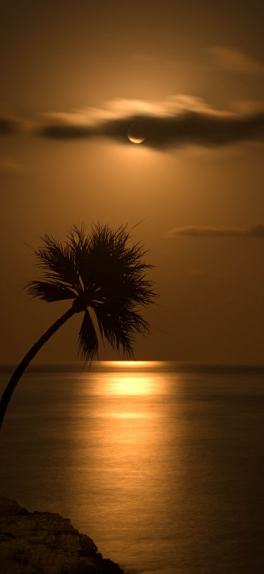 palm, sunset, silhouette, sea, glare