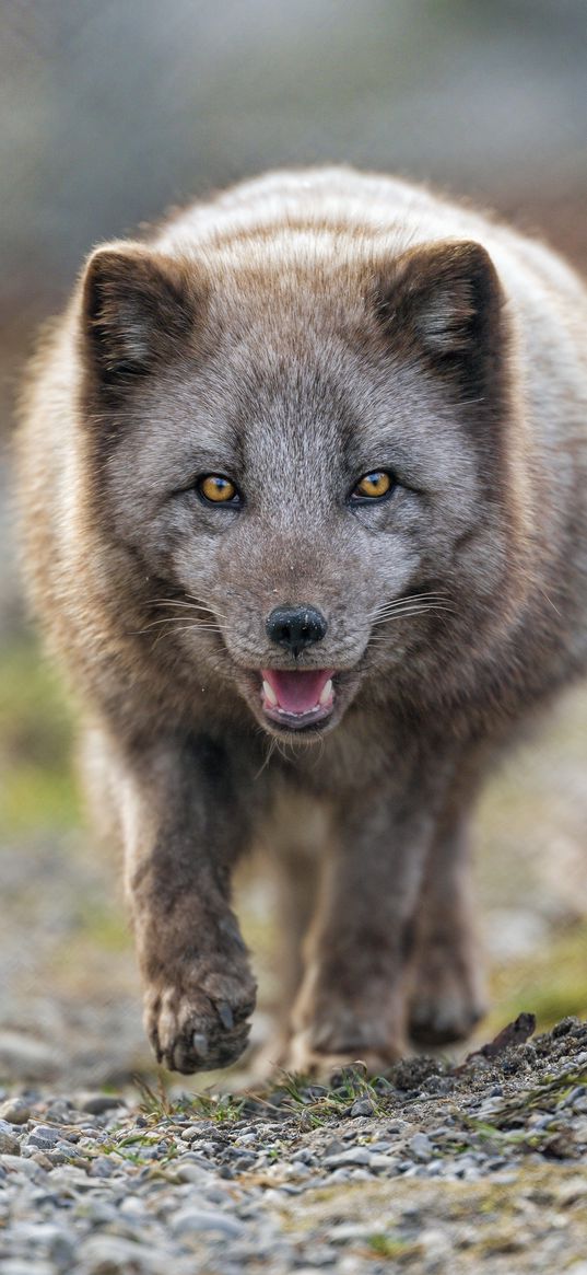 arctic fox, animal, predator, protruding tongue, muzzle