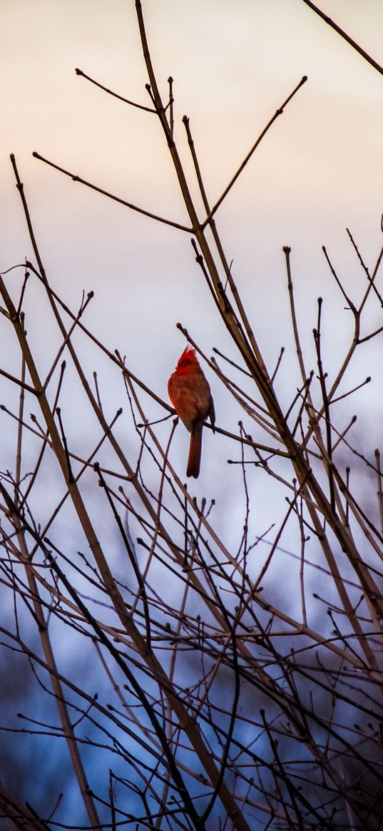 red cardinal, bird, bushes