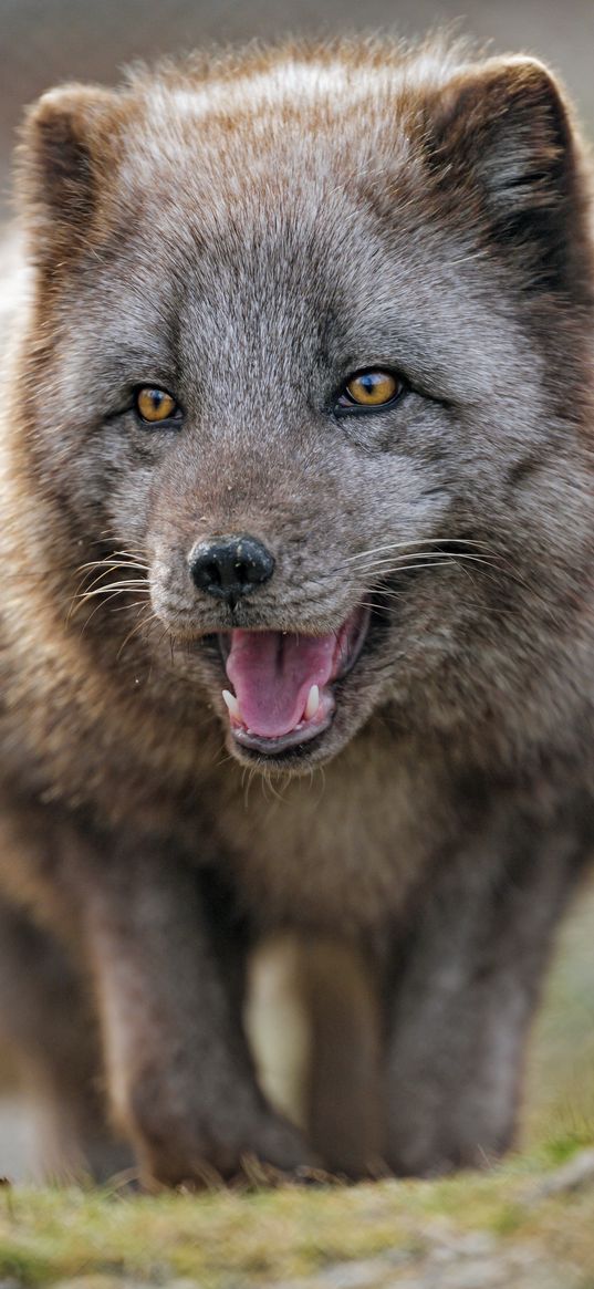 arctic fox, predator, protruding tongue, animal