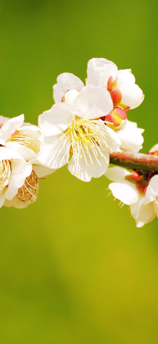 flowers, branches, spring, bloom