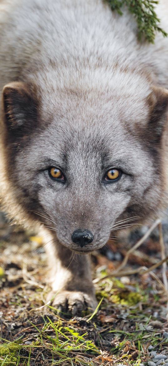 arctic fox, animal, snout, predator