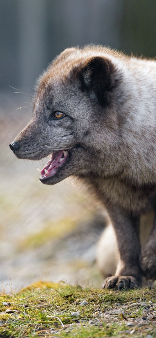 arctic fox, animal, predator, protruding tongue, profile