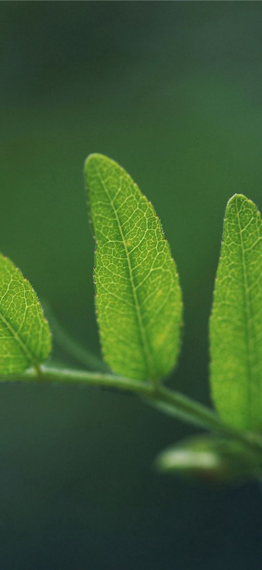 grass, leaves, ferns, shape, green