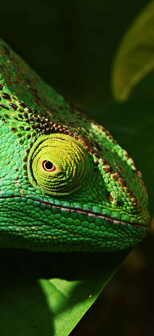 iguana, reptile, lizard, eye